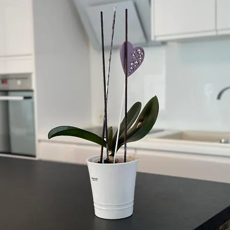 Spacious Green Cosy Near Maribor *